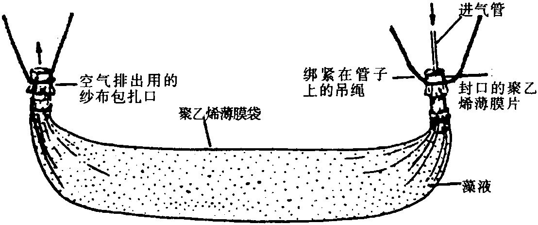 培養(yǎng)方式